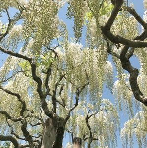 Meet your Posher, Jadarius